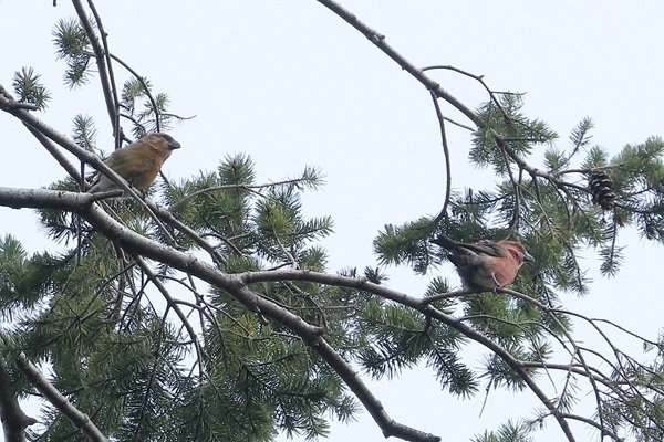 Photo of Crossbill at Mortimer, Berkshire. Taken by Andy Tomczynski on 27th September 2025.