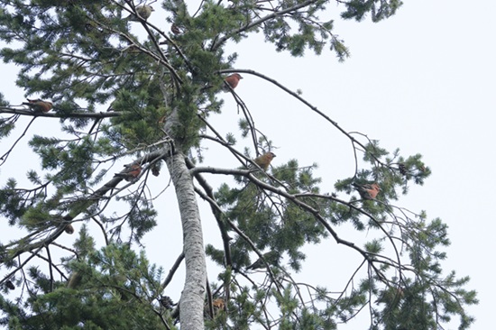 Photo of Crossbill at Mortimer, Berkshire. Taken by Andy Tomczynski on 27th September 2025.