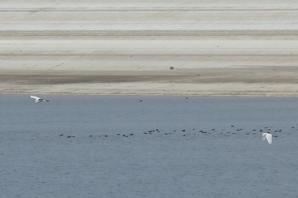 Photo of Great White Egret at Queen Mother Reservoir, Berkshire. Taken by Andy Tomczynski on 24th September 2025.