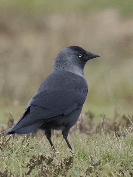 Photo of Jackdaw at Greenham Common, Berkshire. Taken by Mike Smith on 1st October 2025.