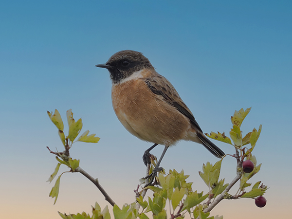 Photo of Stonechat at Greenham Common, Berkshire. Taken by Mike Smith on 1st October 2025.