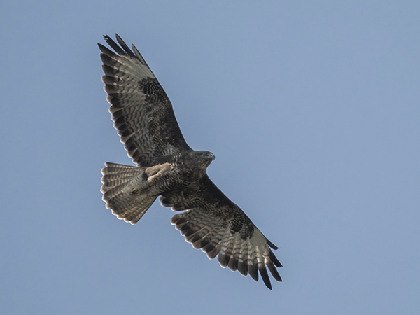 Photo of Buzzard at Purley on Thames, Berkshire. Taken by Mike Smith on 30th September 2025.