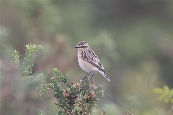 Photo of Whinchat at Greenham Common, Berkshire. Taken by Ian Quelch on 1st October 2025.