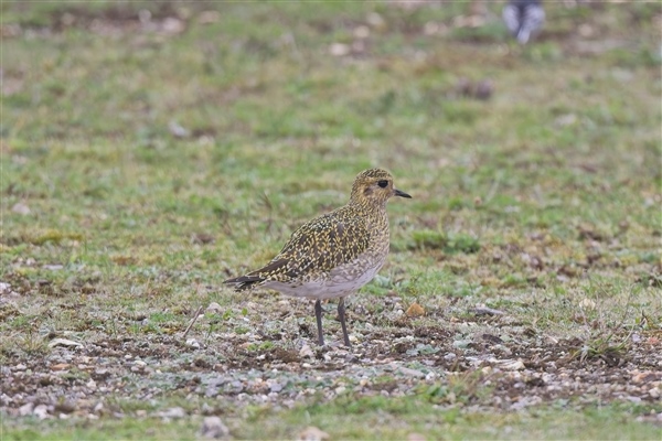 Photo of Golden Plover at Greenham Common, Berkshire. Taken by Ian Quelch on 1st October 2025.