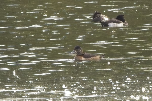Ring-necked Duck, Hosehill Lake, 05/10/2025