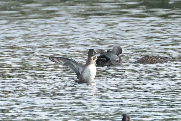 Ring-necked Duck, Hosehill Lake, 05/10/2025