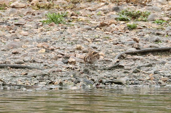 Photo of Jack Snipe at Hosehill Lake, Theale GPs, Berkshire. Taken by Andy Tomczynski on 20th October 2025.