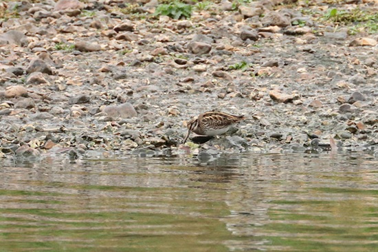 Photo of Jack Snipe at Hosehill Lake, Theale GPs, Berkshire. Taken by Andy Tomczynski on 20th October 2025.