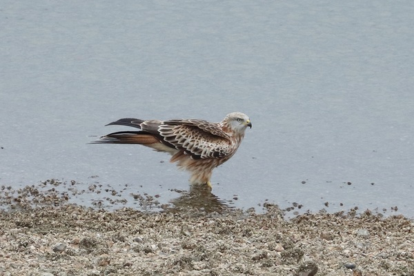 Photo of Red Kite at Queen Mother Reservoir, Berkshire. Taken by Andy Tomczynski on 13th October 2025.