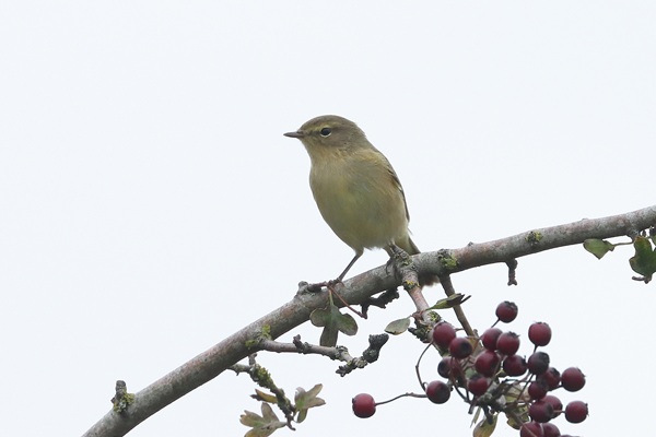 Photo of Chiffchaff at Fobney Meadow, Berkshire. Taken by Andy Tomczynski on 1st October 2025.