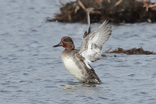 Photo of Teal at Fobney Meadow, Berkshire. Taken by Andy Tomczynski on 23rd October 2025.