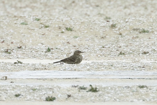Photo of Rock Pipit at Queen Mother Reservoir, Berkshire. Taken by Andy Tomczynski on 14th October 2025.