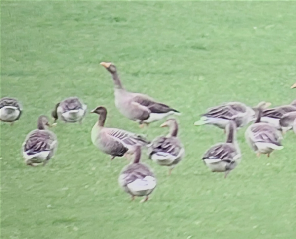 Photo of Pink-footed Goose at Cheapside, Berkshire. Taken by Chris Heard on 19th November 2025.