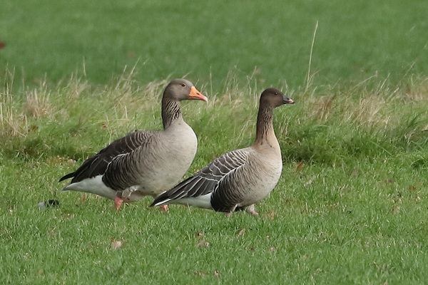 Photo of Pink-footed Goose at Cheapside, Berkshire. Taken by Andy Tomczynski on 20th November 2025.