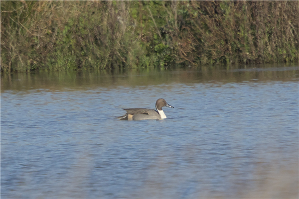 Photo of Pintail at New workings, Moor Green Lakes, Berkshire. Taken by Don Broadbridge on 21st November 2025.