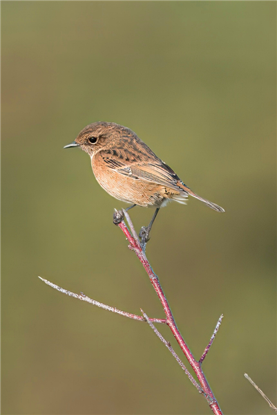 Photo of Stonechat at Crookham Common, Berkshire. Taken by John Absolom on 23rd November 2025.