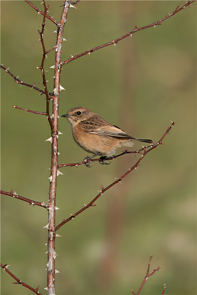 Photo of Stonechat at Crookham Common, Berkshire. Taken by John Absolom on 23rd November 2025.
