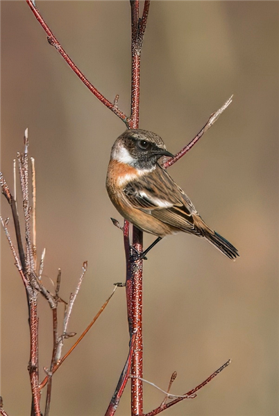 Photo of Stonechat at Crookham Common, Berkshire. Taken by John Absolom on 23rd November 2025.