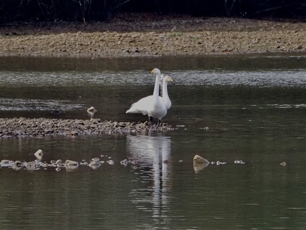 Photo of Whooper Swan at Lower Farm GP, Berkshire. Taken by Peter Young on 26th November 2025.