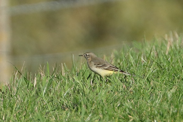 Photo of Yellow Wagtail at Queen Mother Reservoir, Berkshire. Taken by Andy Tomczynski on 22nd October 2025.