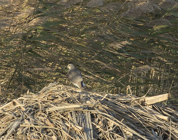 Photo of Sparrowhawk at Lavell's Lake, Dinton Pastures CP, Berkshire. Taken by Don Broadbridge on 23rd November 2025.