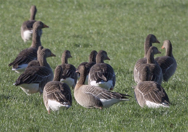 Photo of Pink-footed Goose at Cheapside, Berkshire. Taken by Don Broadbridge on 30th November 2025.
