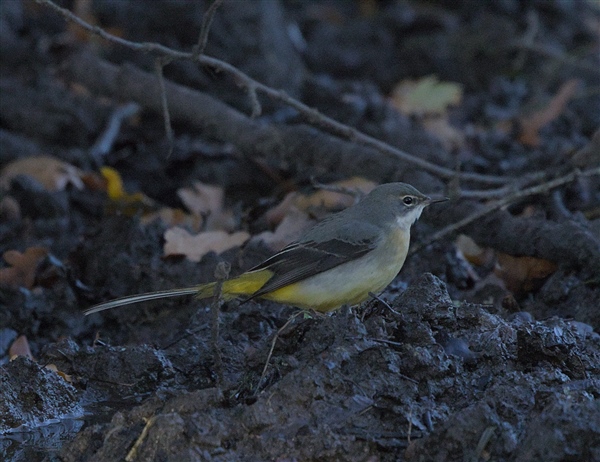 Photo of Grey Wagtail at Cheapside, Berkshire. Taken by Don Broadbridge on 30th November 2025.