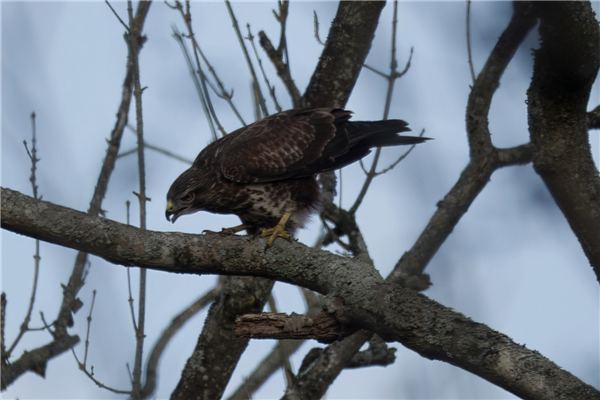 Photo of Buzzard at Moor Copse (Englefield), Berkshire. Taken by John Absolom on 28th November 2025.