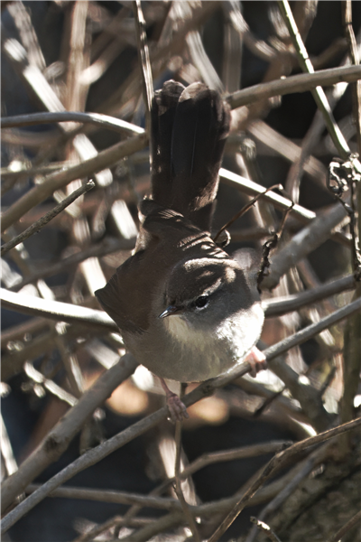 Photo of Cetti's Warbler at Holybrook Linear Park, Berkshire. Taken by John Absolom on 30th November 2025.