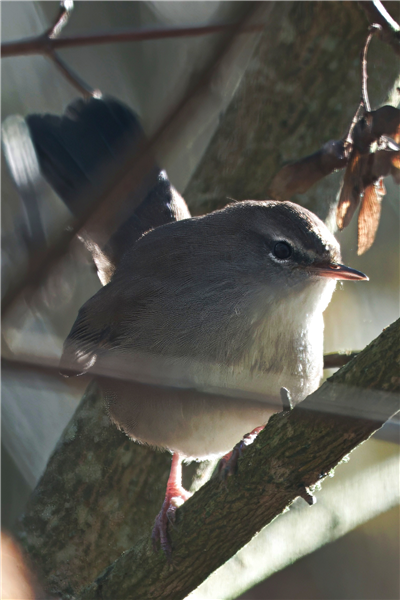 Photo of Cetti's Warbler at Holybrook Linear Park, Berkshire. Taken by John Absolom on 30th November 2025.