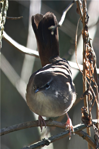 Photo of Cetti's Warbler at Holybrook Linear Park, Berkshire. Taken by John Absolom on 30th November 2025.