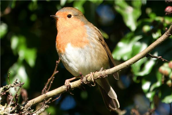 Photo of Robin at Holy Brook, Berkshire. Taken by John Absolom on 30th November 2025.