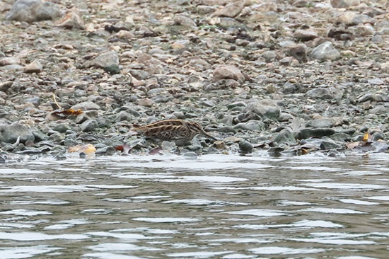 Photo of Jack Snipe at Hosehill Lake, Theale GPs, Berkshire. Taken by Andy Tomczynski on 19th October 2025.