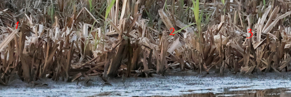 Photo of Snipe at Lavell's Lake, Dinton Pastures CP, Berkshire. Taken by Helaine Cadman on 8th November 2025.
