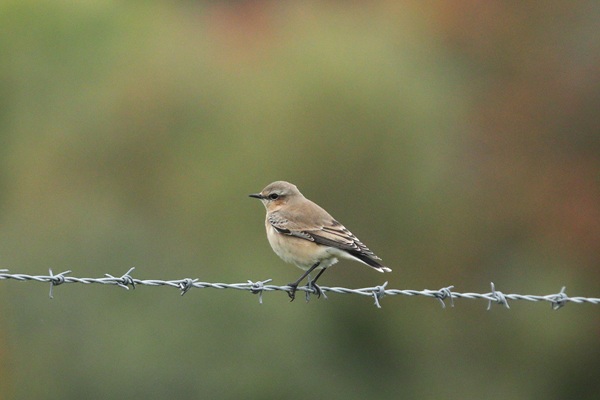 Photo of Wheatear at Queen Mother Reservoir, Berkshire. Taken by Andy Tomczynski on 14th October 2025.