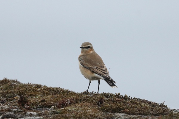 Photo of Wheatear at Queen Mother Reservoir, Berkshire. Taken by Andy Tomczynski on 14th October 2025.