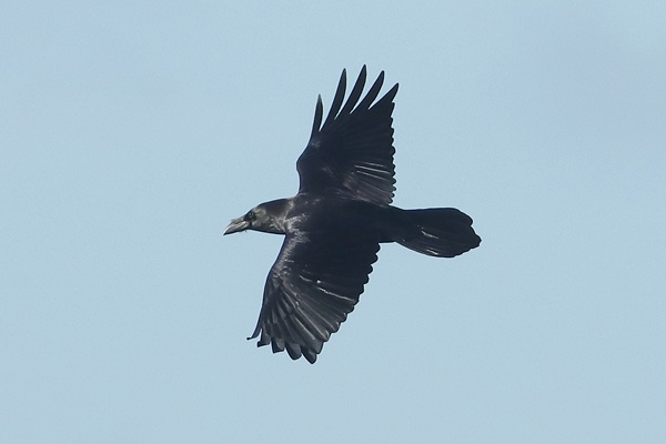 Photo of Raven at Queen Mother Reservoir, Berkshire. Taken by Andy Tomczynski on 27th October 2025.