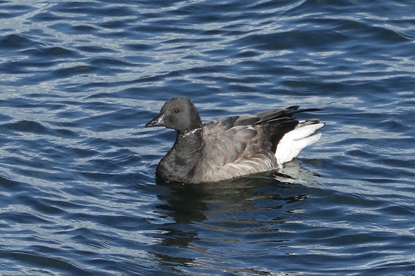 Photo of Brent Goose at Queen Mother Reservoir, Berkshire. Taken by Andy Tomczynski on 1st November 2025.