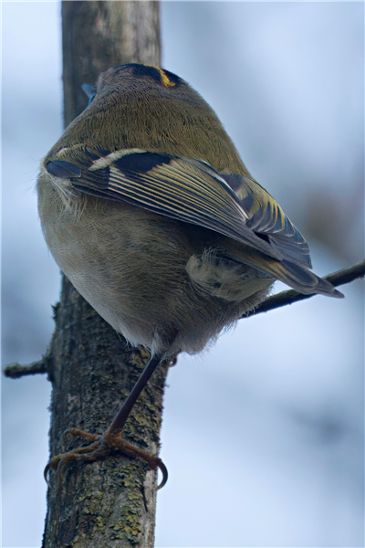 Photo of Goldcrest at Holybrook Linear Park, Berkshire. Taken by John Absolom on 3rd December 2025.