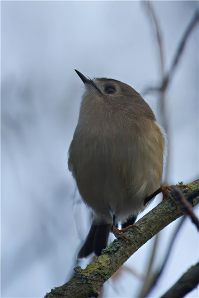 Photo of Goldcrest at Holybrook Linear Park, Berkshire. Taken by John Absolom on 3rd December 2025.
