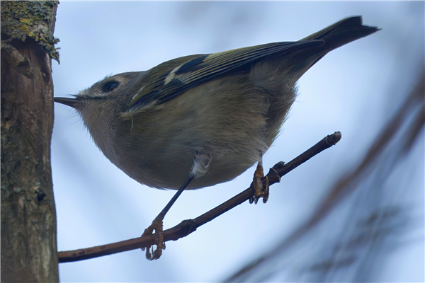 Photo of Goldcrest at Holybrook Linear Park, Berkshire. Taken by John Absolom on 3rd December 2025.
