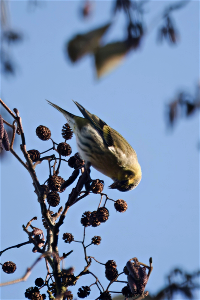 Photo of Siskin at Holybrook Linear Park, Berkshire. Taken by John Absolom on 3rd December 2025.