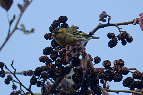 Photo of Siskin at Holybrook Linear Park, Berkshire. Taken by John Absolom on 3rd December 2025.