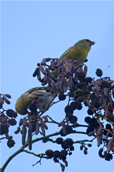 Photo of Siskin at Holybrook Linear Park, Berkshire. Taken by John Absolom on 3rd December 2025.