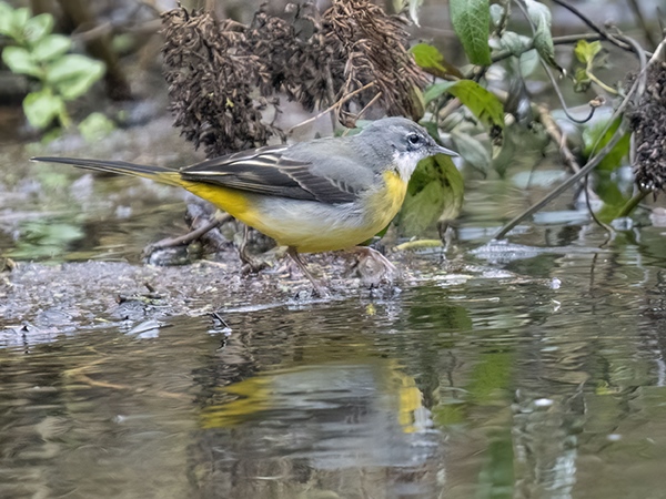 Grey Wagtail