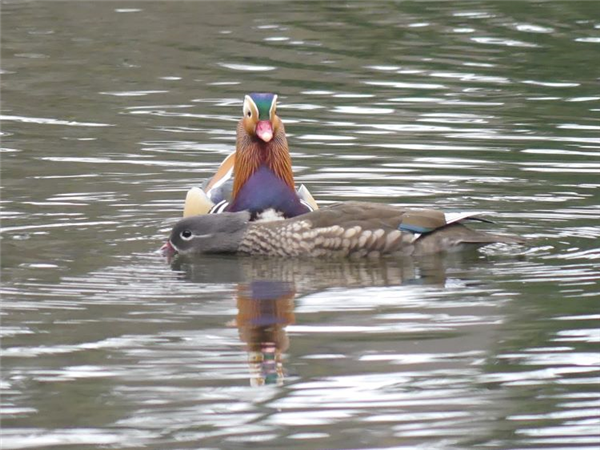 Mandarin Duck