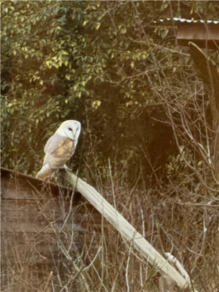 Barn Owl