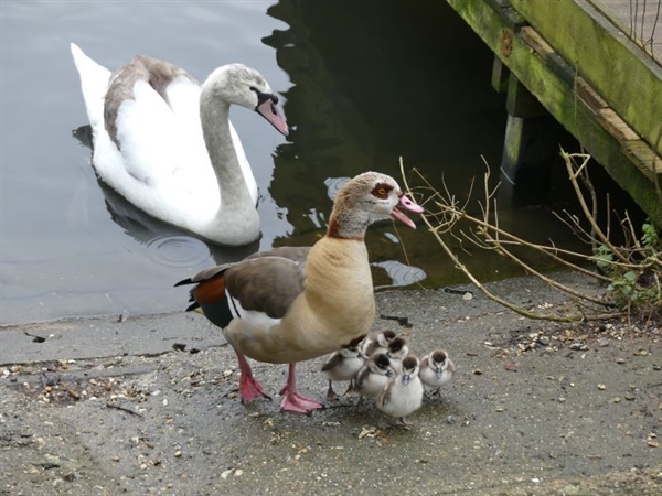 Egyptian Goose
