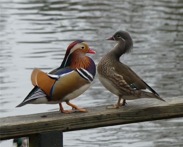 Mandarin Duck