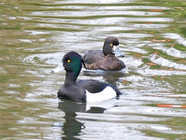 Tufted Duck